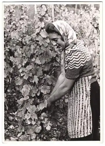 60 Fotografien H. Armster, Mainz, Winzer / Weinbauern bei der Weinernte, Weinlese, Wine Harvest, Wein-Verkostung ua.