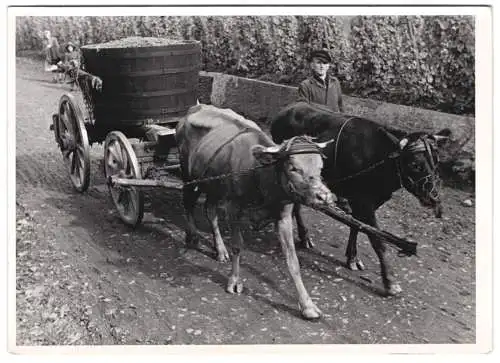 60 Fotografien H. Armster, Mainz, Winzer / Weinbauern bei der Weinernte, Weinlese, Wine Harvest, Wein-Verkostung ua.