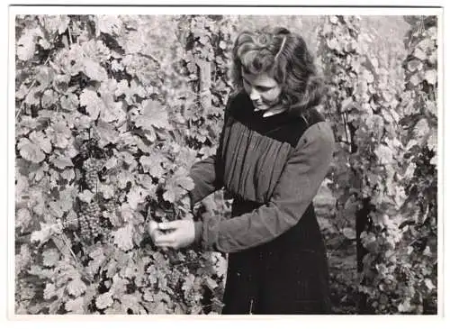 60 Fotografien H. Armster, Mainz, Winzer / Weinbauern bei der Weinernte, Weinlese, Wine Harvest, Wein-Verkostung ua.