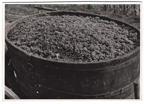 60 Fotografien H. Armster, Mainz, Winzer / Weinbauern bei der Weinernte, Weinlese, Wine Harvest, Wein-Verkostung ua.