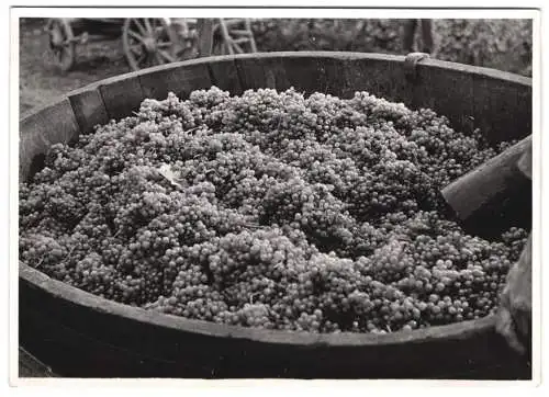 60 Fotografien H. Armster, Mainz, Winzer / Weinbauern bei der Weinernte, Weinlese, Wine Harvest, Wein-Verkostung ua.