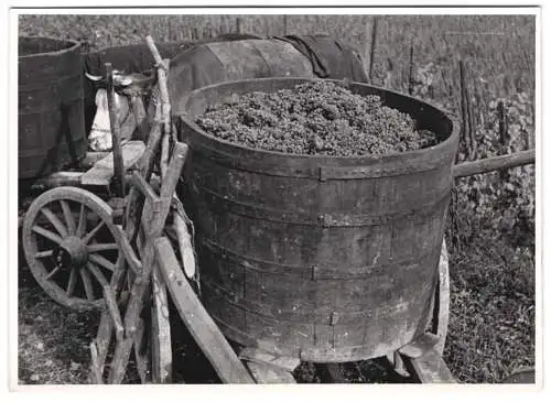 60 Fotografien H. Armster, Mainz, Winzer / Weinbauern bei der Weinernte, Weinlese, Wine Harvest, Wein-Verkostung ua.