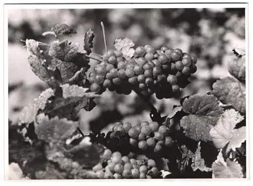 60 Fotografien H. Armster, Mainz, Winzer / Weinbauern bei der Weinernte, Weinlese, Wine Harvest, Wein-Verkostung ua.