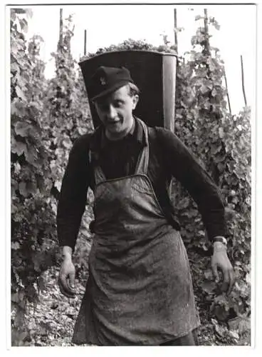 60 Fotografien H. Armster, Mainz, Winzer / Weinbauern bei der Weinernte, Weinlese, Wine Harvest, Wein-Verkostung ua.