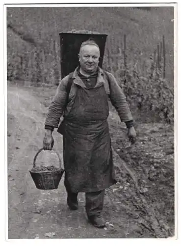 60 Fotografien H. Armster, Mainz, Winzer / Weinbauern bei der Weinernte, Weinlese, Wine Harvest, Wein-Verkostung ua.