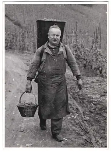 60 Fotografien H. Armster, Mainz, Winzer / Weinbauern bei der Weinernte, Weinlese, Wine Harvest, Wein-Verkostung ua.