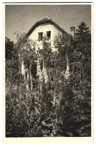 8 Fotografien Bruno Wolf, Brünn, Ansicht Jundorf bei Brünn, Villa Rohrer, Aussen & Innenansichten