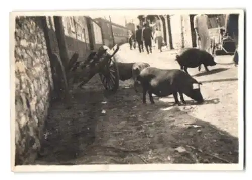 4 Fotografien unbekannter Fotograf, Ansicht China, Einheimische vor Ladengeschäft, Baustelle, Strassenansicht & Schweine