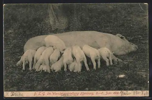 AK Hamburg, DLG 24. Wanderausstellung 1910, Säugende Sau