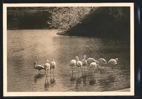 AK Stuttgart, Ausstellung Reichsgartenschau 1939, Flamingogruppe am grossen See