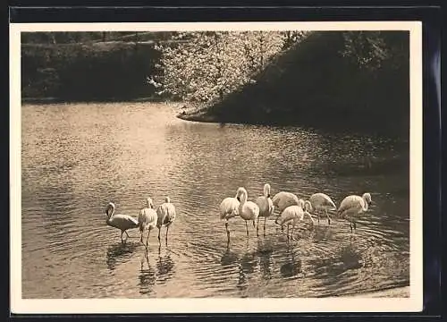 AK Stuttgart, Ausstellung Reichsgartenschau 1939, Flamingogruppe am grossen See