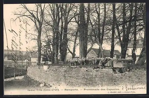 AK Is-sur-Tille, Remparts, Promenade des Capucins avec des Moutons