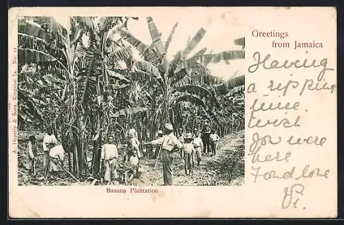 AK Jamaica, Banana Plantation