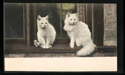 AK Zwei weisse Katzen sitzen am Fenster