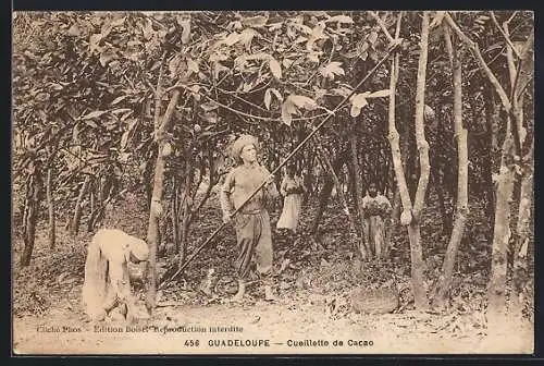 AK Guadeloupe, Cueillette de Cacao