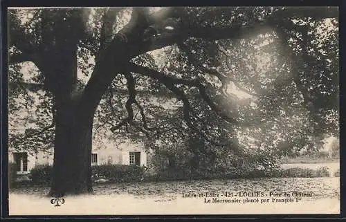 AK Loches, Parc du Château, Le Marronnier planté par Francois 1er