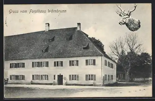 AK Wörnbrunn, Forsthaus, Hirschtrophäe