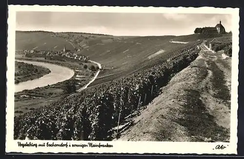 AK Vogelsburg, Blick über die Weinreben zu Escherndorf hinab