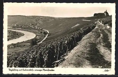 AK Vogelsburg, Blick über die Weinreben zu Escherndorf hinab