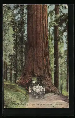 AK Mariposa Grove, CA, Wawona Big Trees