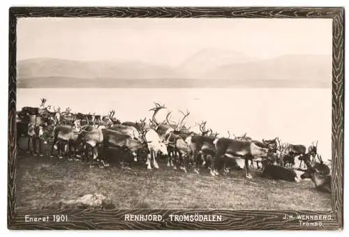 Fotografie J. H. Wennberg, Tromsö, Rentierherde in Tromsödalen, 1901