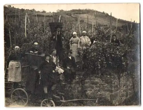 Fotografie unbekannter Fotograf und Ort, Weinbauern bei der Weinlese in den Reben, Weinstöcke