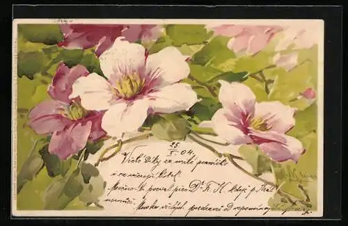 Künstler-AK Catharina Klein: Rosa und weisse Clematis-Blüten mit grünen Blättern