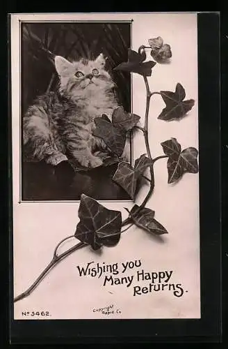 AK Kleine Katze mit einem Ahornzweig, Geburtstagsgruss