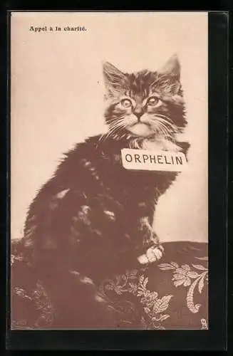 AK Kleine Katze mit Schild Orphelin um den Hals