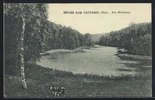 AK Tiefensee /Mark, Kuh am Mittelsee