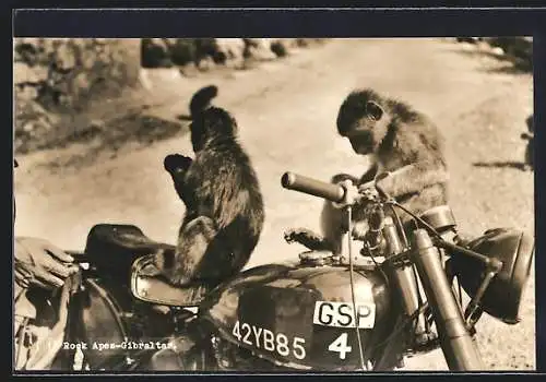 AK Motorrad mit dem Kennzeichen 42YB85 mit zwei Affen darauf, Gibraltar