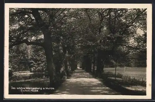 AK Waldenburg / Sachsen, Eichen-Allee