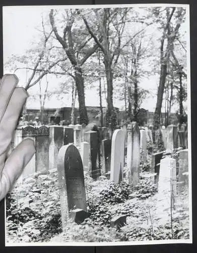 Fotografie J. M. Schimmel, Berlin, Ansicht Berlin, Gräber auf dem jüdischen Friedhof an der Schönhauser Allee, 24 x 30cm