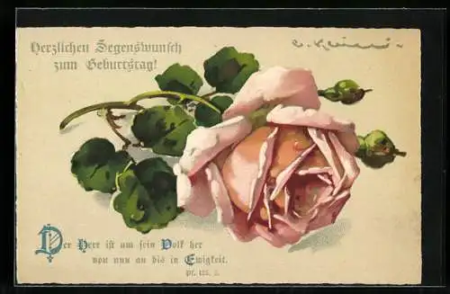 Künstler-AK Catharina Klein: Rose mit Knospen und grünen Blättern, Geburtstagsgruss