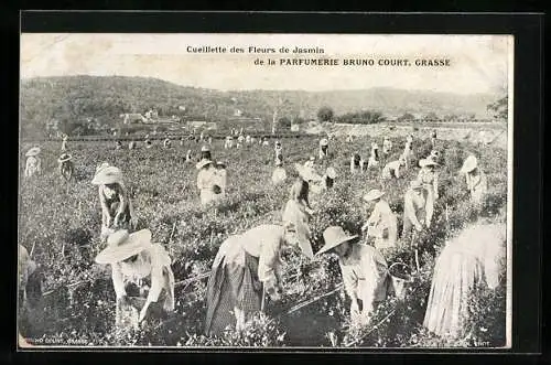 AK Grasse, Cueillette des Fleurs de Jasmin de la Parfumerie Bruno Court