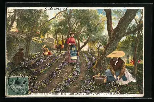 Künstler-AK Grasse, Cueillette des Violettes de la Parfumerie Bruno Court