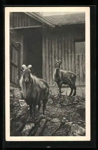 AK Wien, Schönbrunn, Menagerie, Tharziege