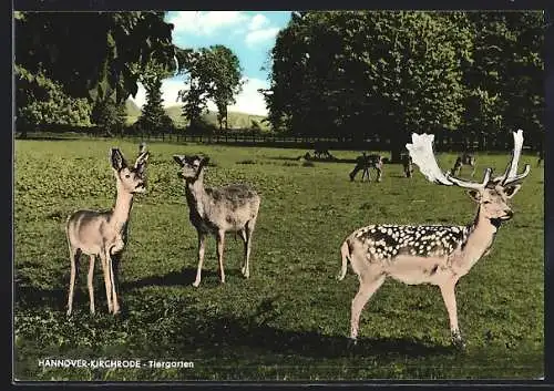 AK Hannover-Kirchrode, Tiergarten mit Rehen