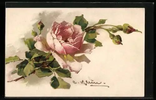 Künstler-AK Catharina Klein: Rosa blühende Rose mit Knospen und grünen Blättern