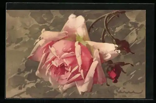 Künstler-AK Catharina Klein: Rosa Blüten und Knospen auf grauem Hintergrund