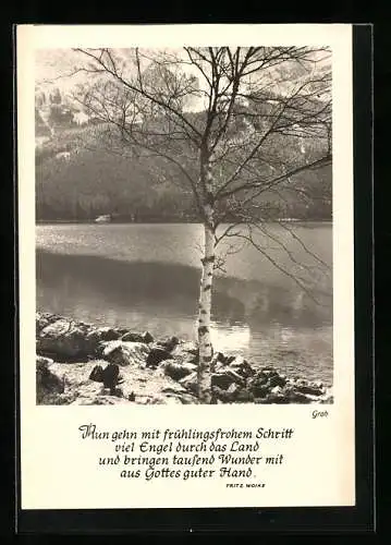 Foto-AK Ernst und Bernhard Groh: Birke am Seeufer im Gebirge