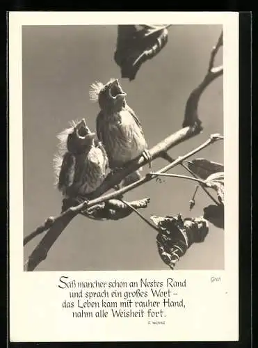 Foto-AK Ernst und Bernhard Groh: Singende Vögel auf einem Zweig