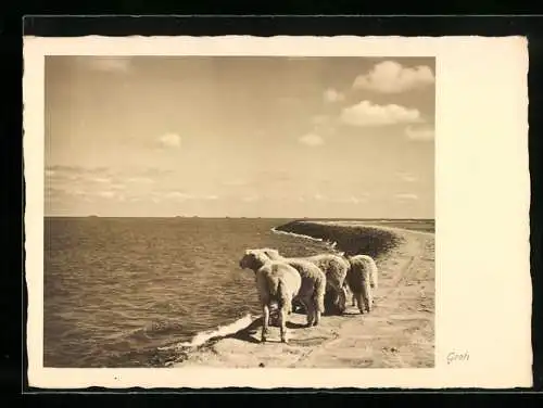 Foto-AK Ernst und Bernhard Groh: Schafe am Meer