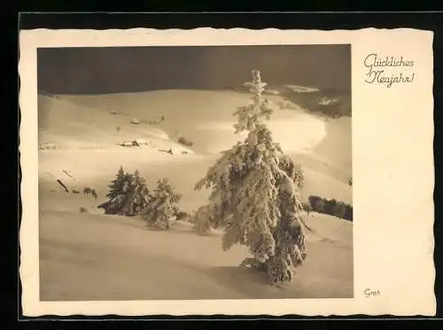 Foto-AK Ernst und Bernhard Groh: Verschneite Tannen im Gebirge