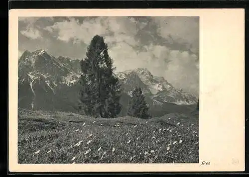 Foto-AK Ernst und Bernhard Groh: Tannen auf einer Gebirgswiese