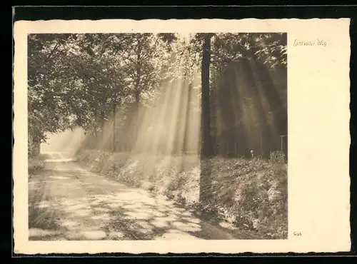 Foto-AK Ernst und Bernhard Groh: Lichtvoller Weg im Wald