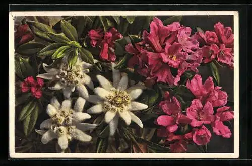 Foto-AK Emanuel Gyger: Edelweiss und Rhododendron