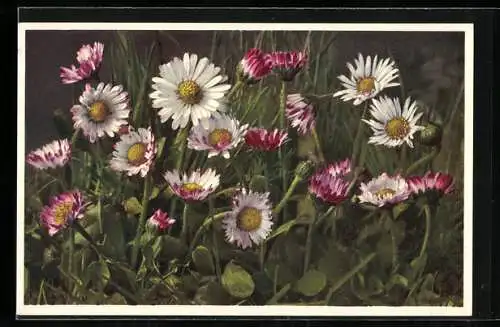 AK Gänseblümchen, Wiesenblumen mit weissen und rosafarbenen Blüten