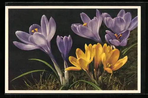 AK Crocus hybridis hort., Grossblumige Ideal-Crocus