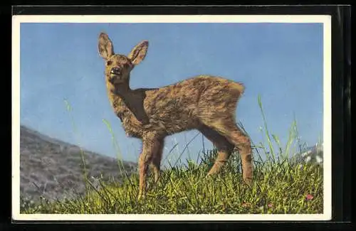 Foto-AK Emanuel Gyger: Reh auf einer Bergwiese